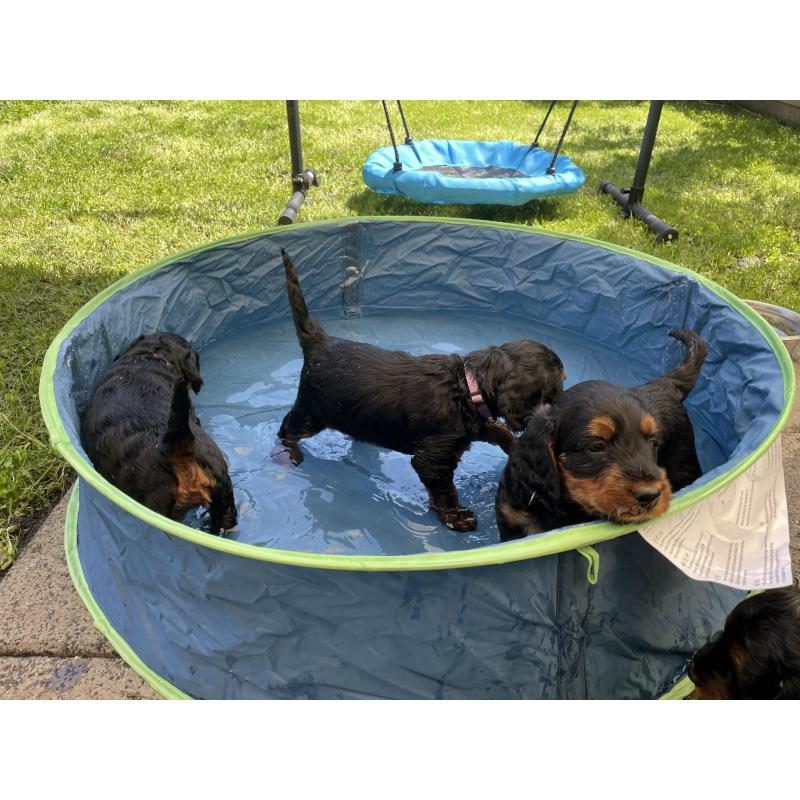GordonDoodle medium doodle pups beschikbaar