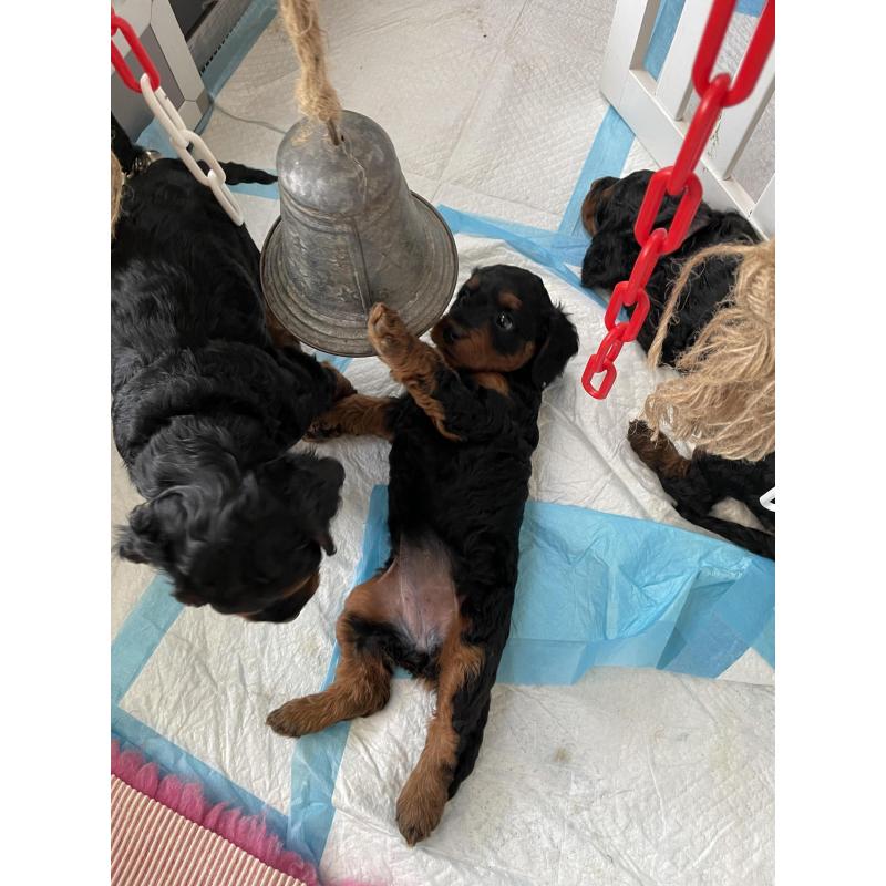 GordonDoodle medium doodle pups beschikbaar