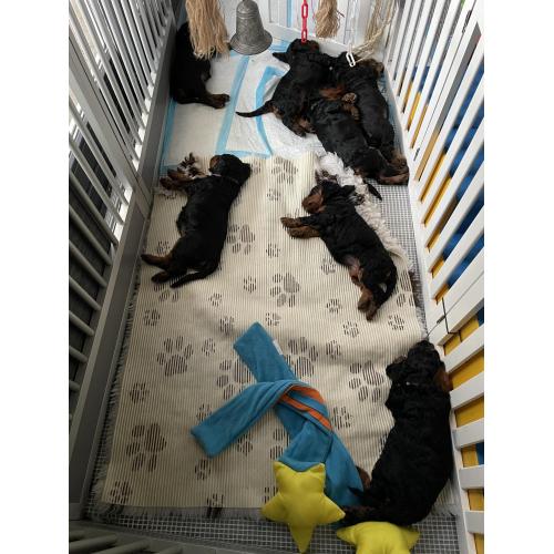 GordonDoodle medium doodle pups beschikbaar