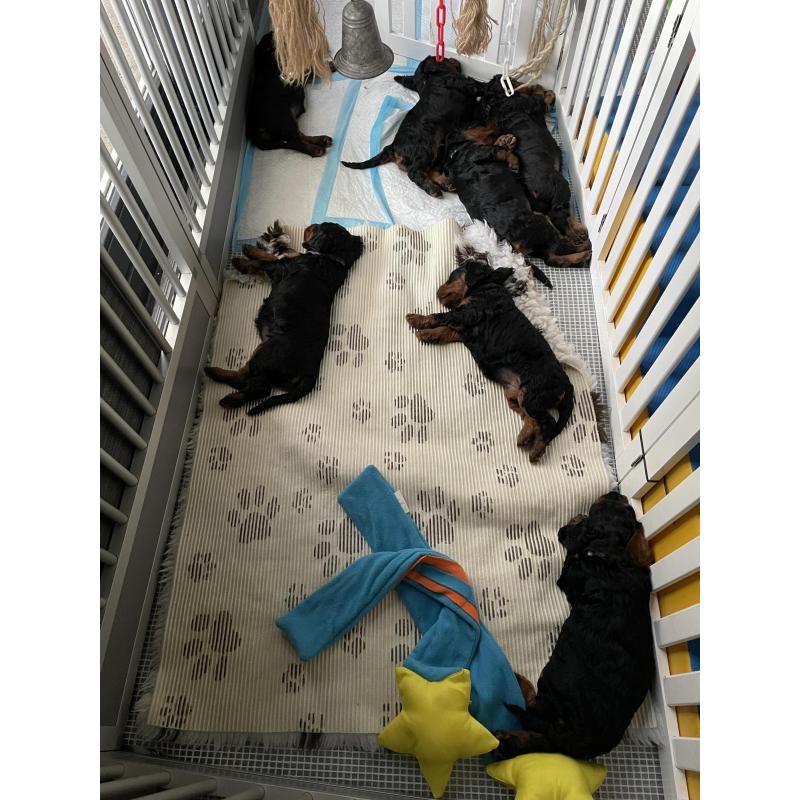 GordonDoodle medium doodle pups beschikbaar