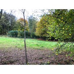 BASSE-BODEUX (Trois-Ponts): Bouwgrond – VAS1418
