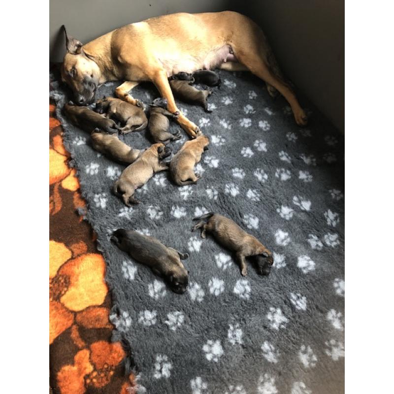 Mechelse herder pups
