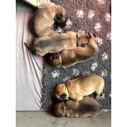 Mechelse herder pups