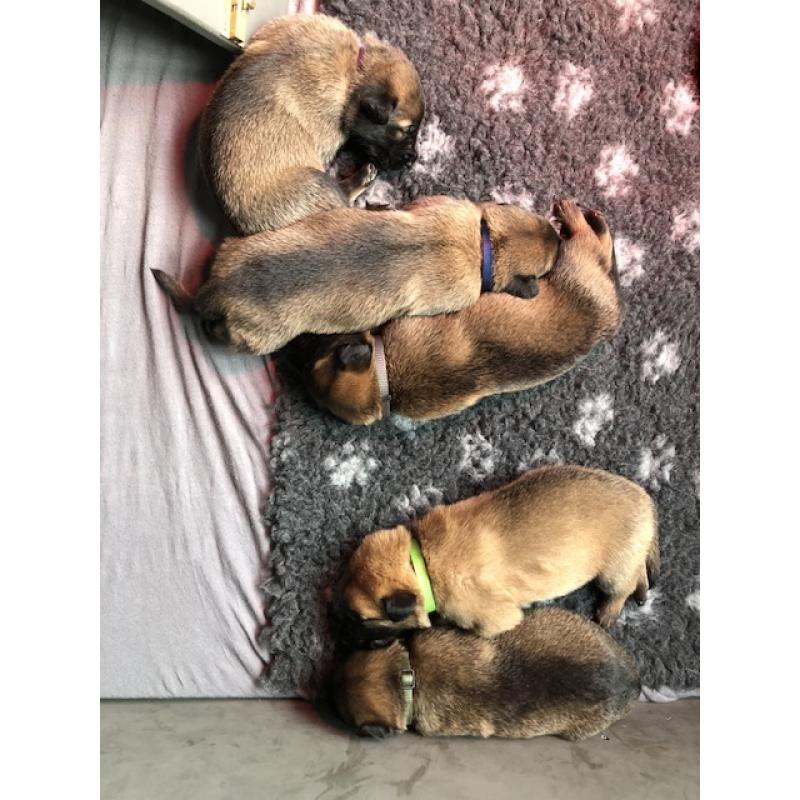 Mechelse herder pups