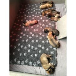 Mechelse herder pups