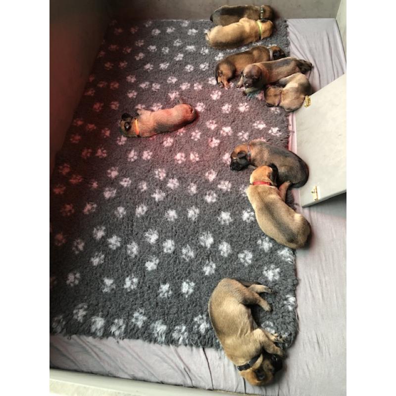 Mechelse herder pups