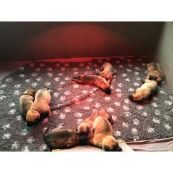 Mechelse herder pups