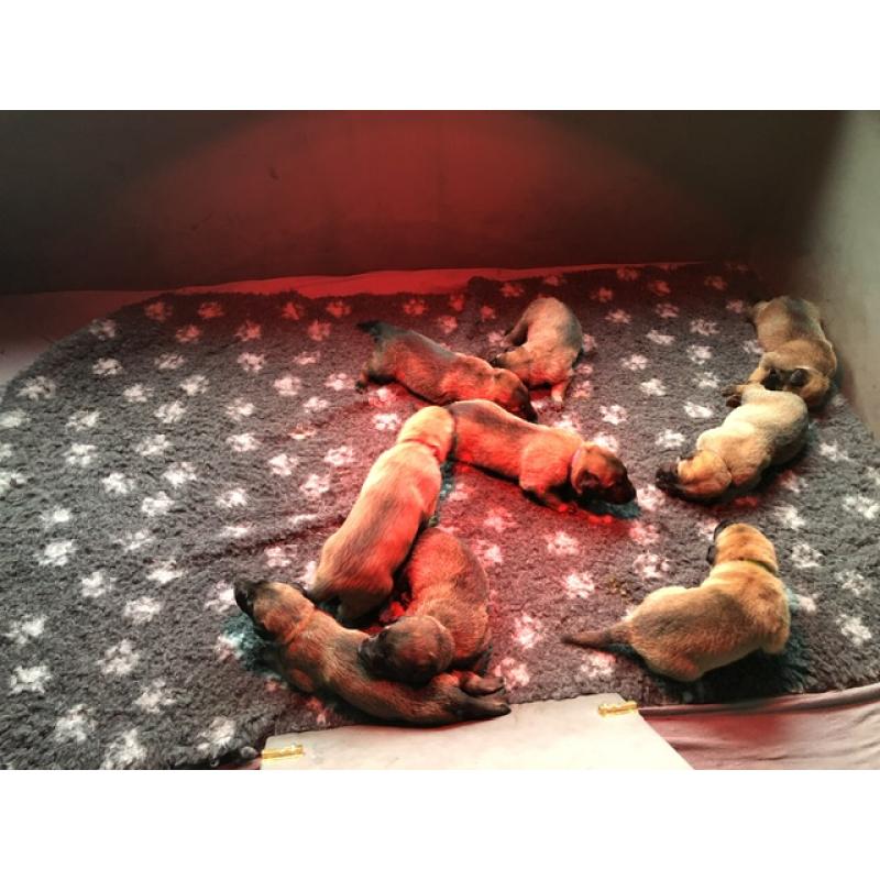 Mechelse herder pups