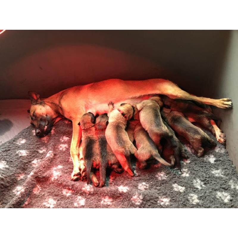 Mechelse herder pups