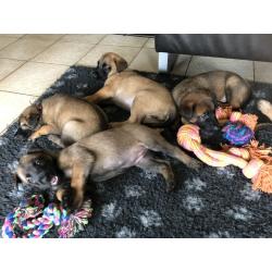 Mechelse herder pups