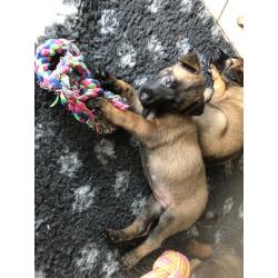 Mechelse herder pups