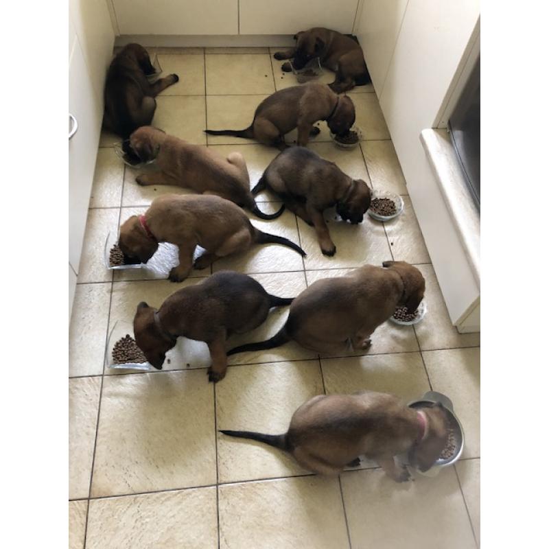 Mechelse herder pups