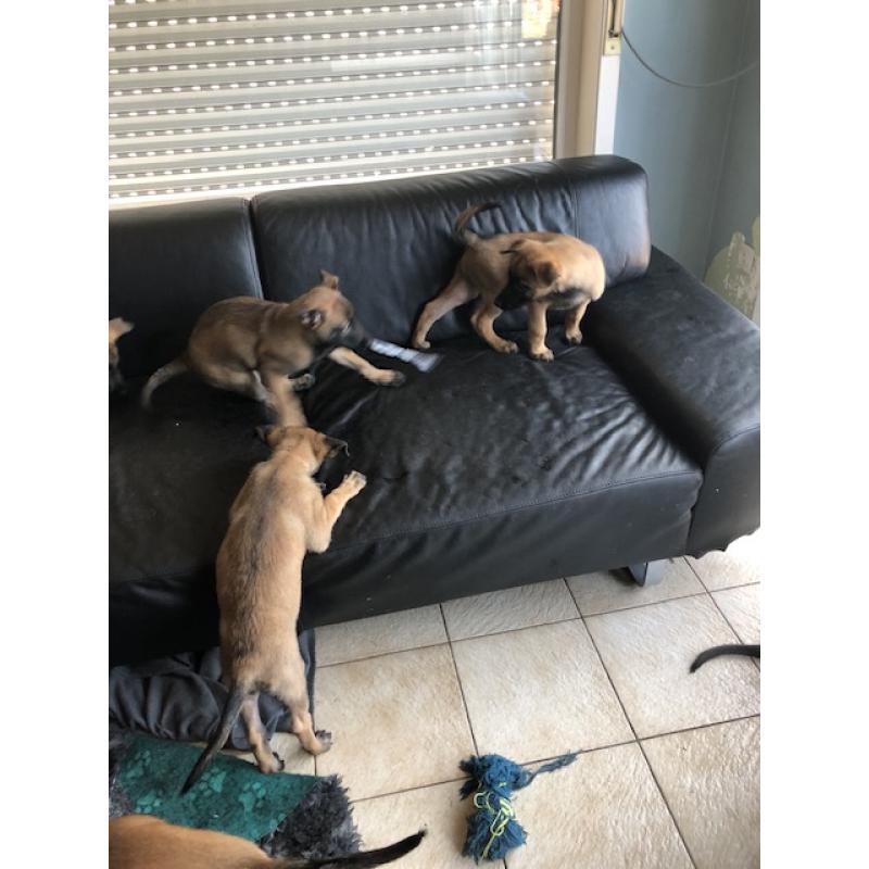 Mechelse herder pups