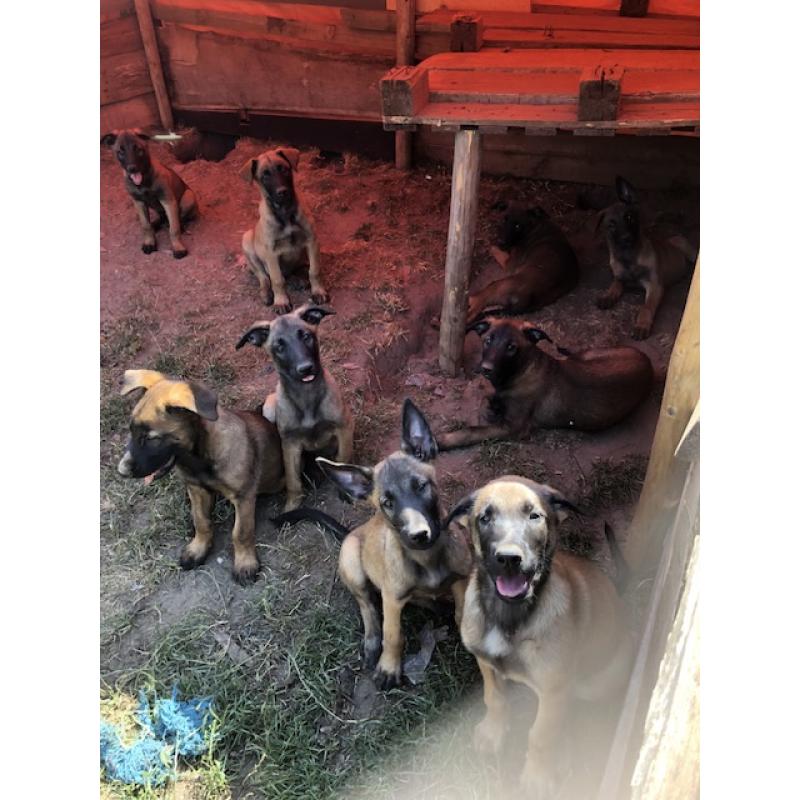 Mechelse herder pups