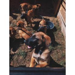 Mechelse herder pups
