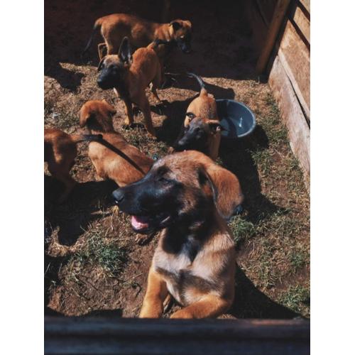Mechelse herder pups