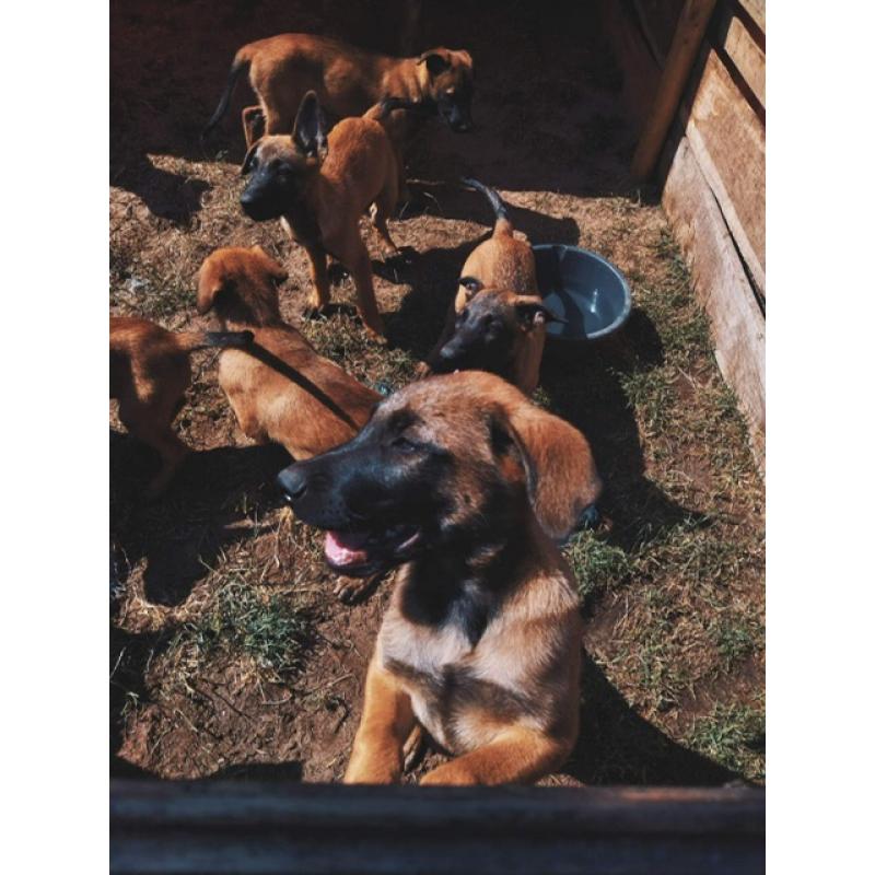 Mechelse herder pups
