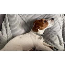 Jack Russel Terrier female FCI puppy