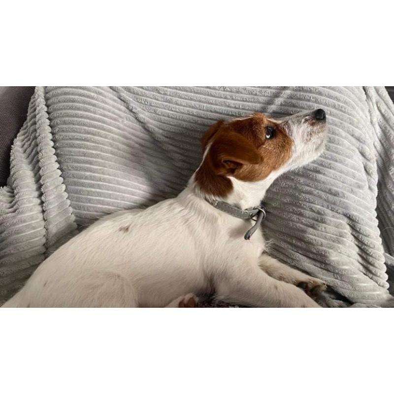 Jack Russel Terrier female FCI puppy