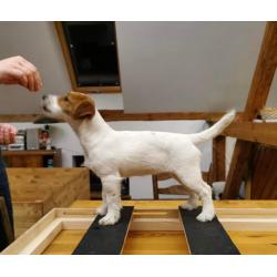 Jack Russel Terrier female FCI puppy
