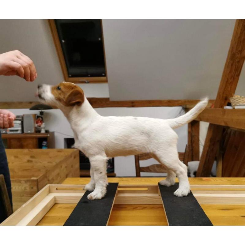 Jack Russel Terrier female FCI puppy