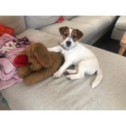 Jack Russel Terrier female FCI puppy