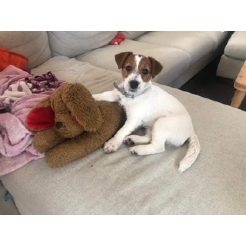Jack Russel Terrier female FCI puppy