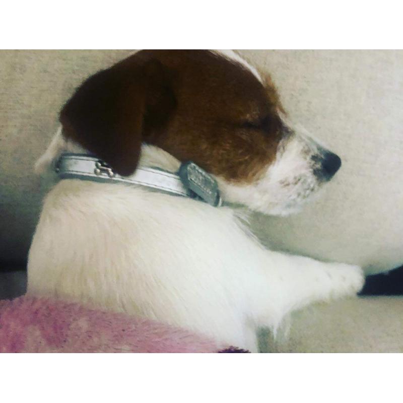 Jack Russel Terrier female FCI puppy