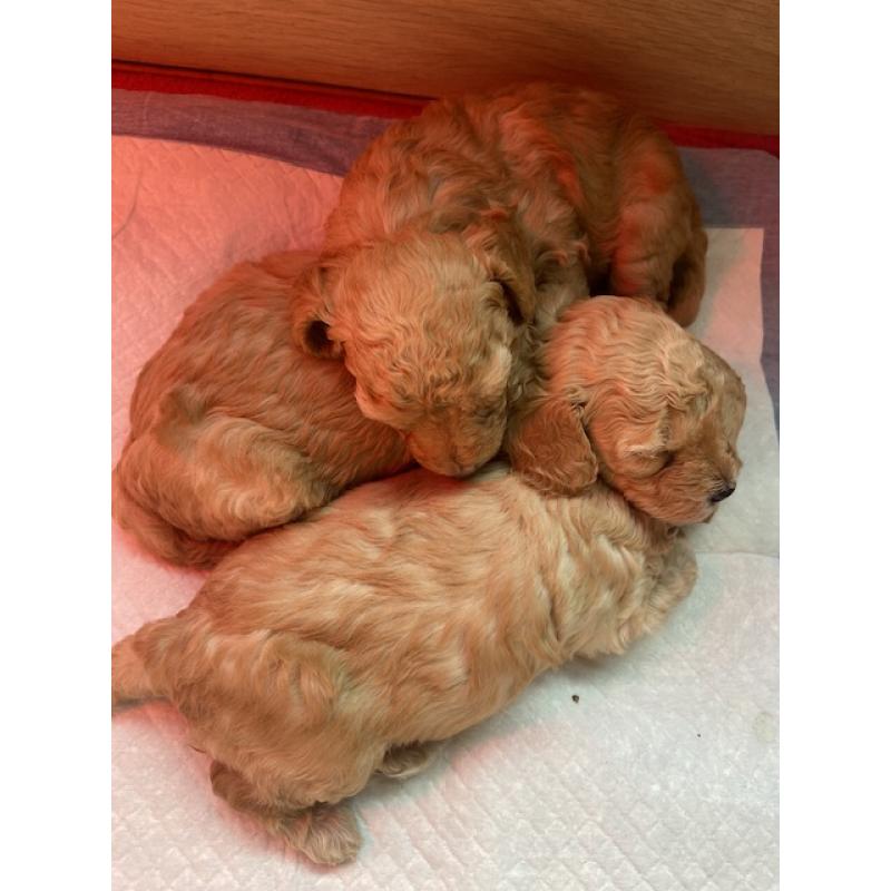 Prachtige Toypoedel pups