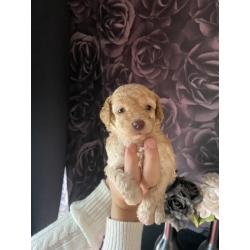Prachtige Toypoedel pups