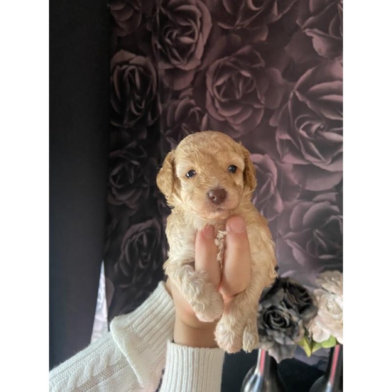 Prachtige Toypoedel pups