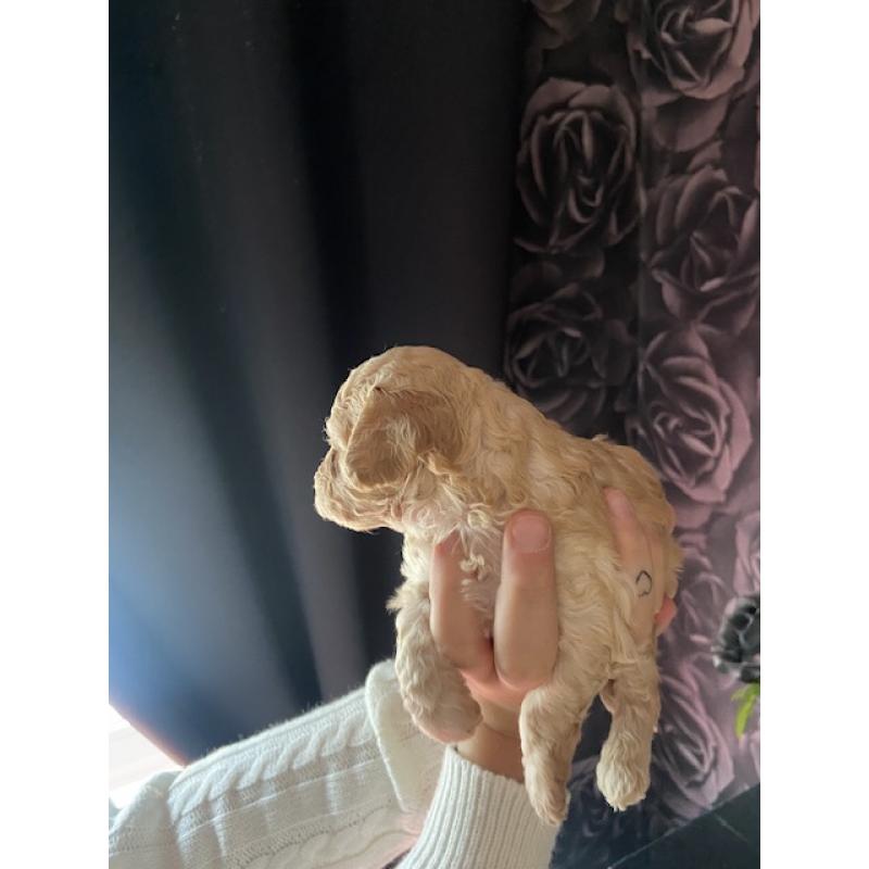 Prachtige Toypoedel pups