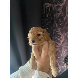 Prachtige Toypoedel pups