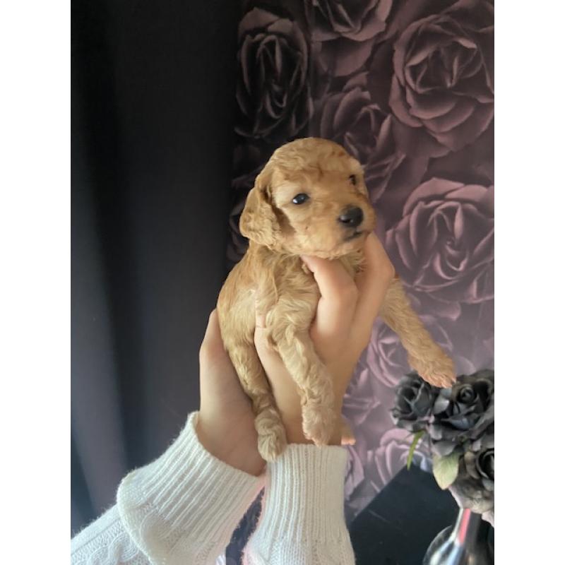 Prachtige Toypoedel pups