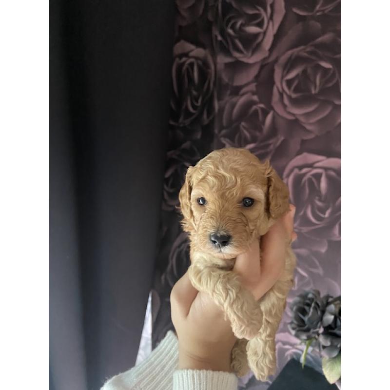 Prachtige Toypoedel pups