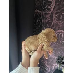 Prachtige Toypoedel pups