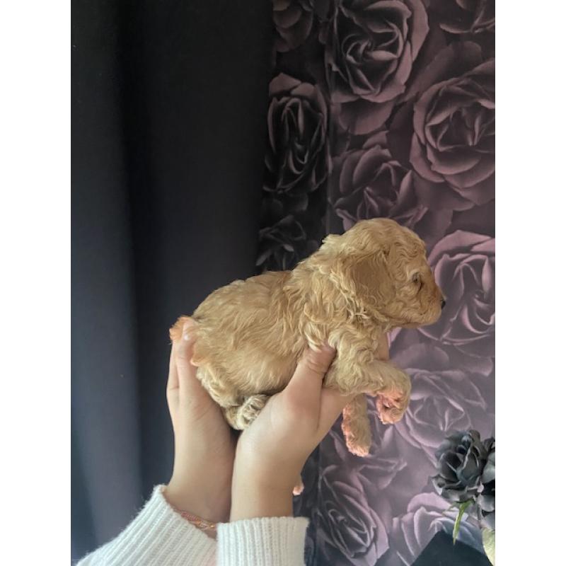 Prachtige Toypoedel pups