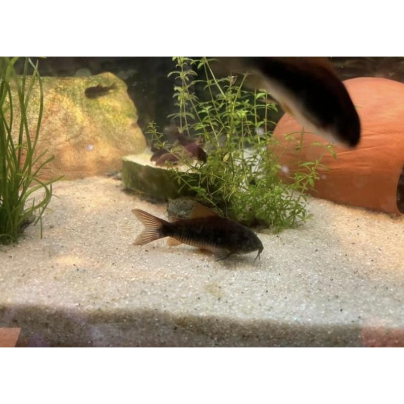 corydoras venezuela blacks