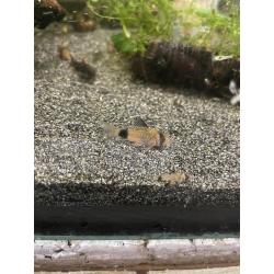 corydoras panda