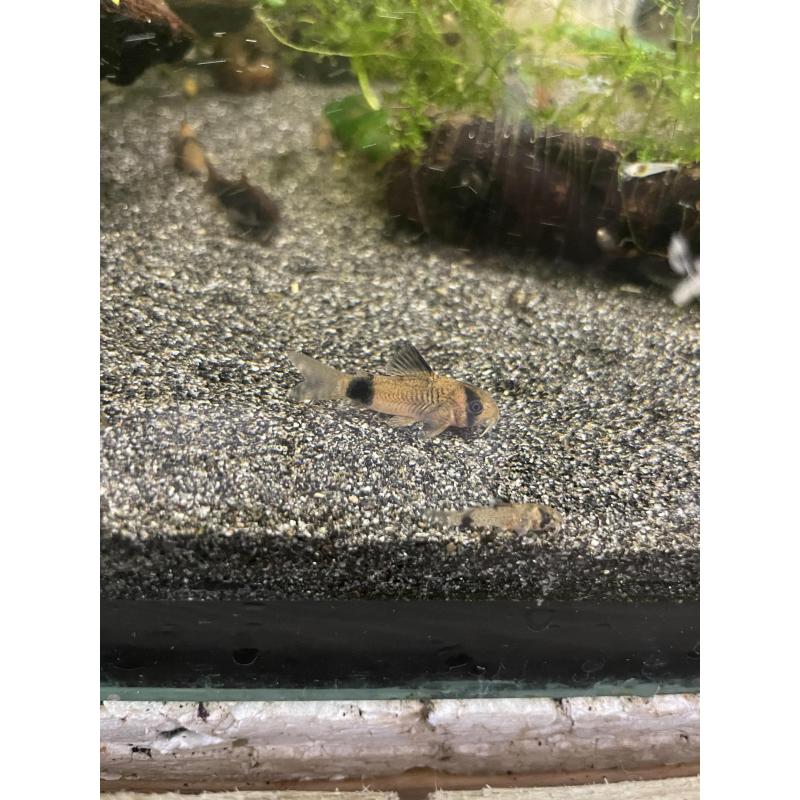 corydoras panda