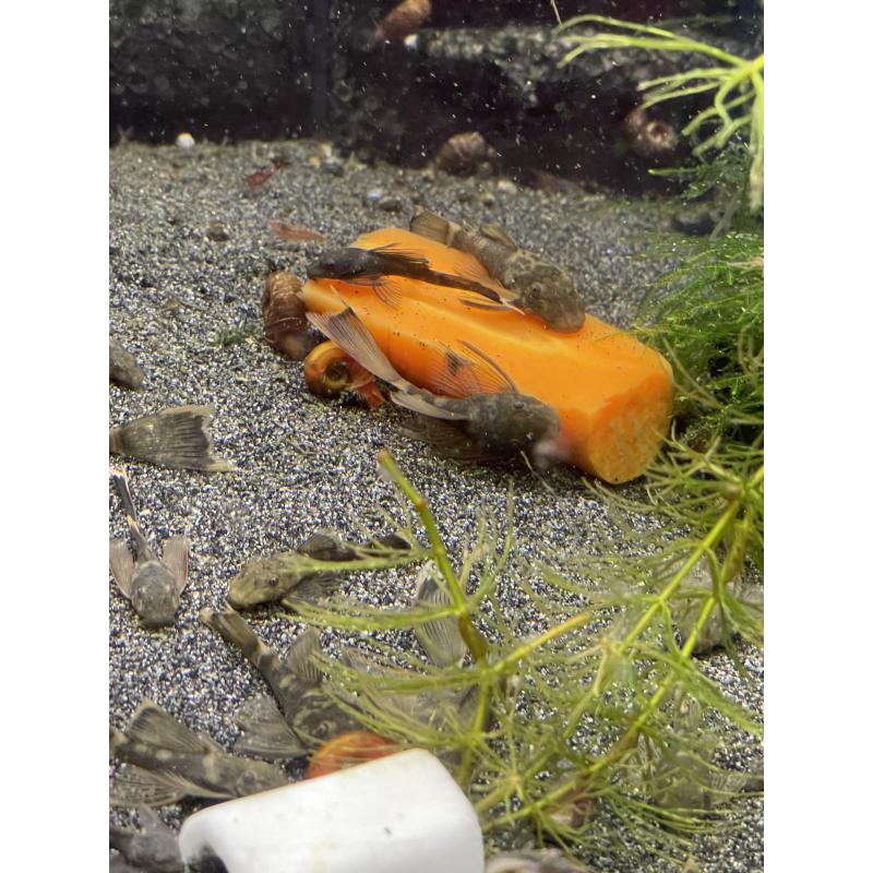 ancistrus green dragons longfins   sf (lf gen)