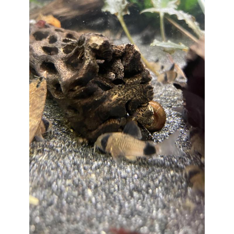 corydoras panda