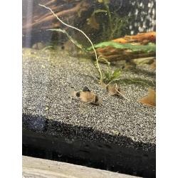 corydoras panda
