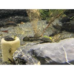 ancistrus green dragons longfins   sf (lf gen)