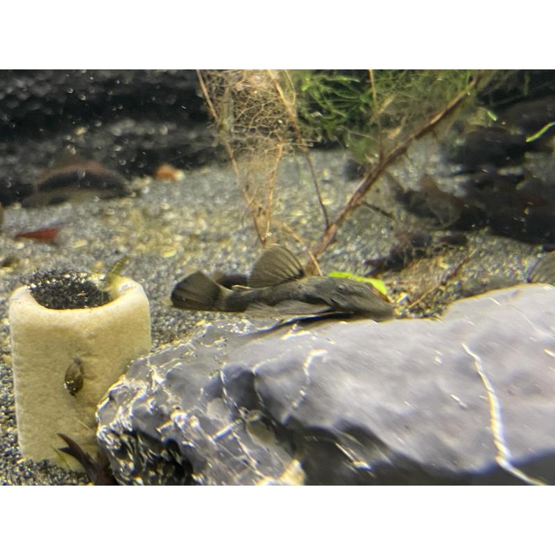 ancistrus green dragons longfins   sf (lf gen)