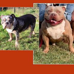American pocket bully