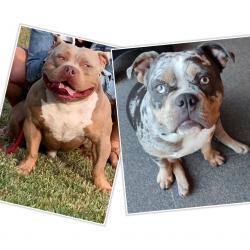 American pocket bully