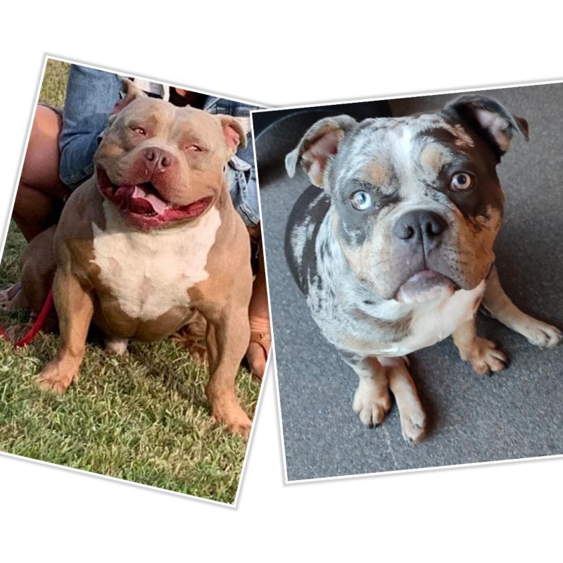 American pocket bully