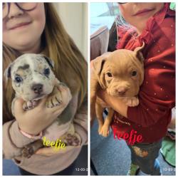 American pocket bully