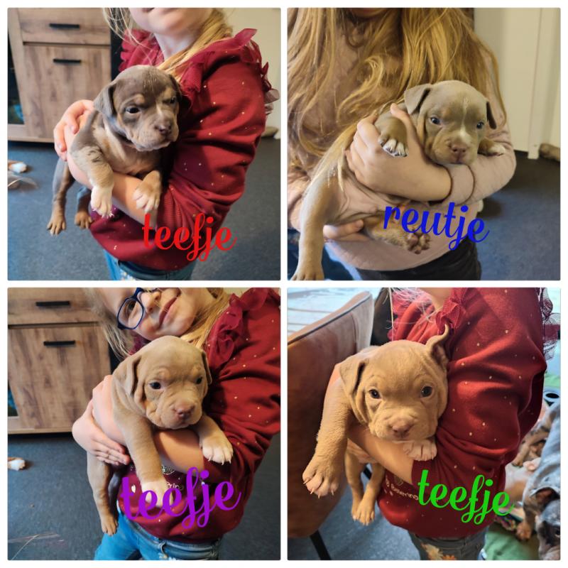 American pocket bully
